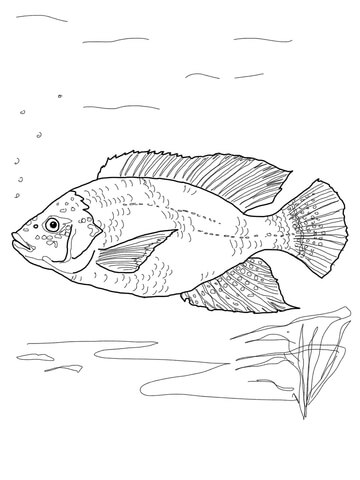 Blue Tilapia Coloring Page